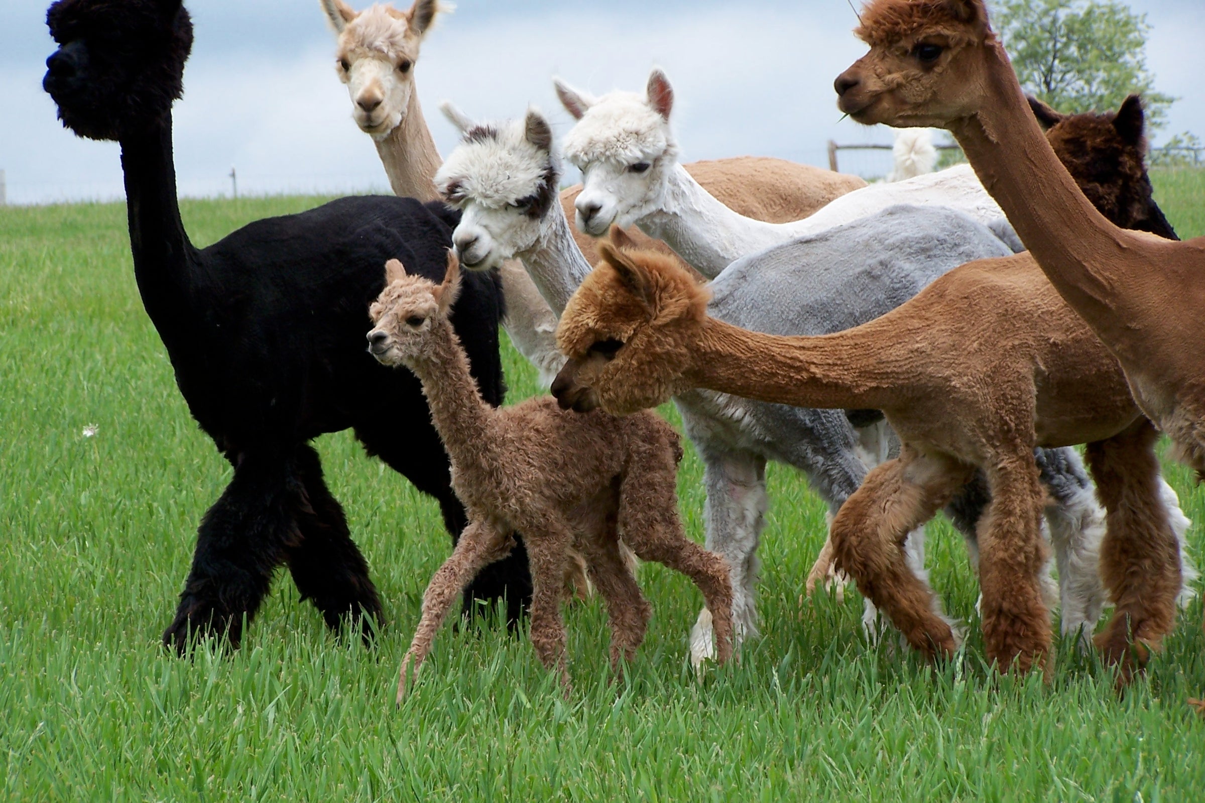 Alpaca Herd Sock